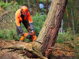 How Our Tree Care Process Works  in  Lavon, TX